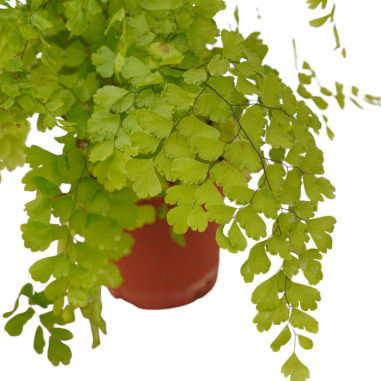 Vendita Pianta Adiantum raddianum-Piante Verdi Online | Mondo Piante