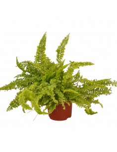 Pianta Nephrolepis Vaso...
