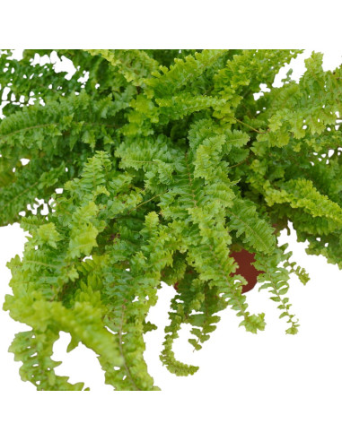 Vendita Pianta Nephrolepis Vaso 12cm-Piante Verdi|Mondo Piante