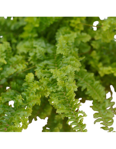 Vendita Pianta Nephrolepis Vaso 12cm-Piante Verdi|Mondo Piante