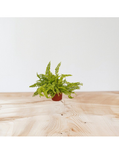 Sale Plant Dryopteris-Green Plants | World Plants