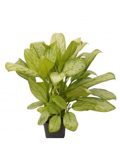 Pianta Aglaonema Maria...