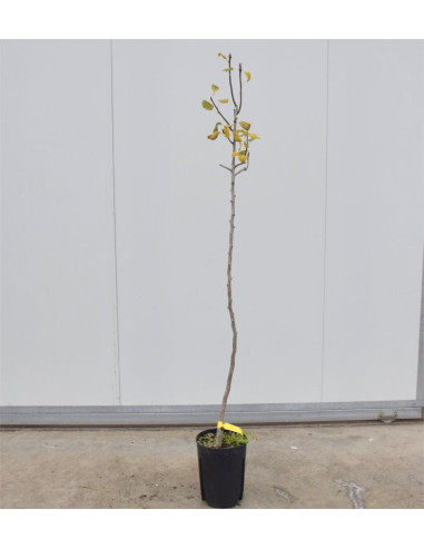 Albero di Pero Coscia 3 Anni | Mondo Piante