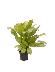 Pianta Aglaonema Maria... 2