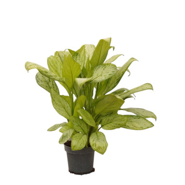 Sale Aglaonema Silver Plant - Green Plants | World of Plants