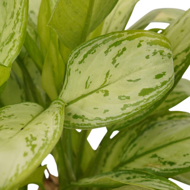 Sale Aglaonema Silver Plant - Green Plants | World of Plants