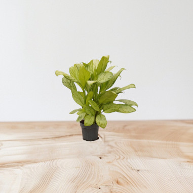 Sale Aglaonema Silver Plant - Green Plants | World of Plants