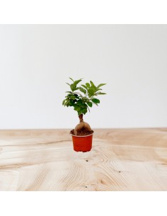 copy of Bonsai Ficus Ginseng 2