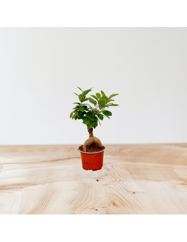 Vendita Bonsai Ficus Ginseng Vaso 12cm-Bonsai OnLine|Mondo Piante
