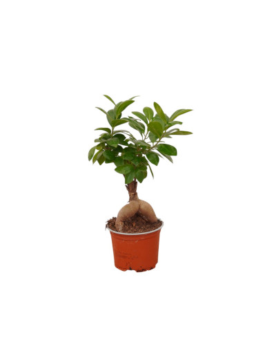 Vendita Bonsai Ficus Ginseng Vaso 12cm-Bonsai OnLine|Mondo Piante