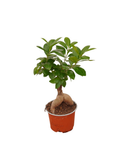 On-line Sale of Bonsai Ficus Ginseng - Bonsai OnLine|Mondo Piante