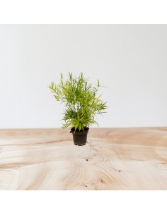 Pianta Asparagus falcatus... 2