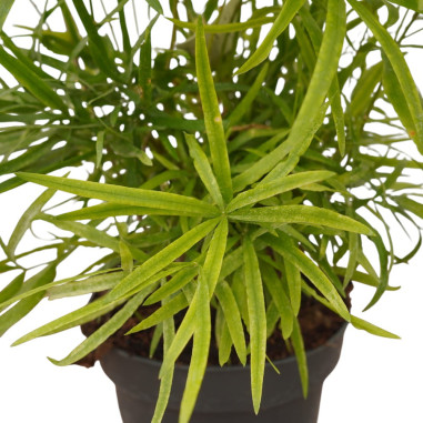 Vendita Pianta Asparagus falcatus-Piante Verdi | Mondo Piante