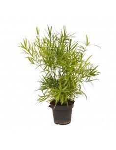 Pianta Asparagus falcatus...
