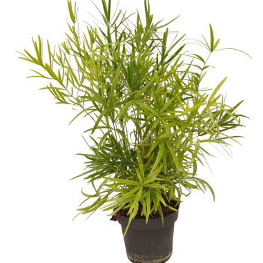 Vendita Pianta Asparagus falcatus-Piante Verdi | Mondo Piante