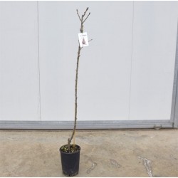 Albero Pero Williams 3...