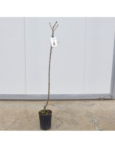 Albero di Pero Williams 3 Anni | Mondo Piante