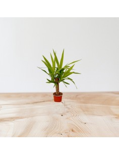 Pianta di Yucca-Vaso 12cm 2