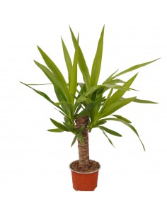 Pianta di Yucca-Vaso 12cm