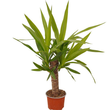 Vendita Online Pianta Yucca Vaso 12cm- Palmizi Online| Mondo Piante