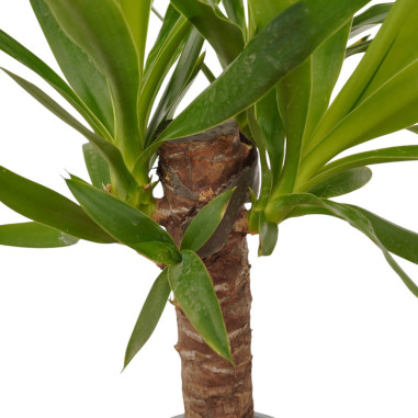 Vendita Online Pianta Yucca Vaso 12cm- Palmizi Online| Mondo Piante