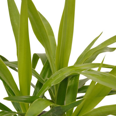 Yucca Plant for Sale - Bush Plants Online | Mondo Piante