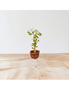 Bonsai Ginkgo biloba, Vaso... 2
