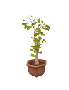 Bonsai Ginkgo biloba, Vaso...