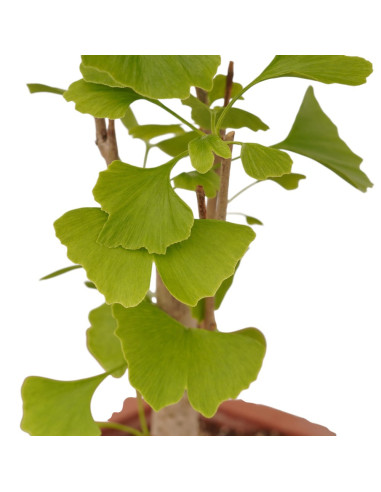 Vendita Bonsai Ginkgo biloba-Bonsai OnLine|Vivaio Mondo Piante