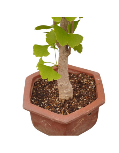 Vendita Bonsai Ginkgo biloba-Bonsai OnLine|Vivaio Mondo Piante