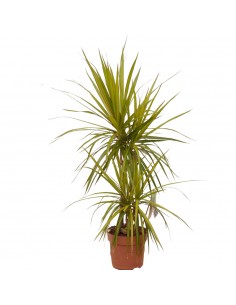 Pianta Dracaena Marginata...