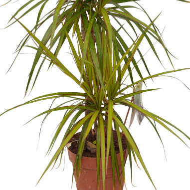 Vendita Pianta Dracaena Marginata 17cm-Piante Verdi|Mondo Piante