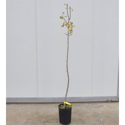 Albero Pero Williams 3... 2