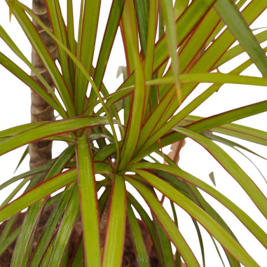 Vendita Pianta Dracaena Marginata 17cm-Piante Verdi|Mondo Piante