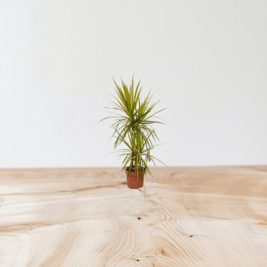 Vendita Pianta Dracaena Marginata 17cm-Piante Verdi|Mondo Piante