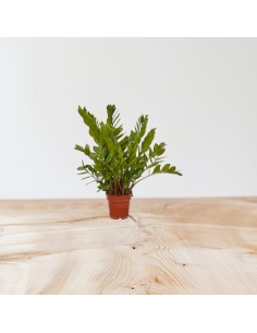 Pianta Zamioculcas... 2