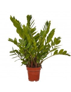 Pianta Zamioculcas...