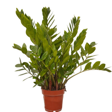 Vendita Pianta Zamioculcas zamiifolia 27cm-Piante Verdi|Mondo Piante