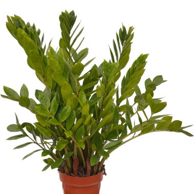 Vendita Pianta Zamioculcas zamiifolia 27cm-Piante Verdi|Mondo Piante