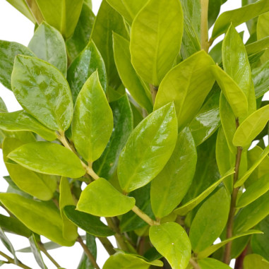 Sale Plant Zamioculcas zamiifolia-Green Plants | World Plants
