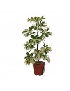 copy of Pianta... 2