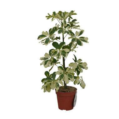 Vendita Pianta Schefflera Charlotte-Piante Verdi Online| Mondo Piante