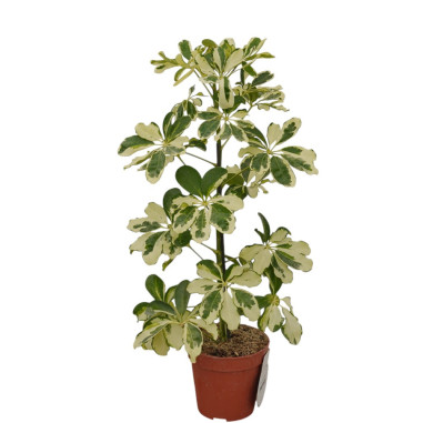 Vendita Pianta Schefflera Charlotte-Piante Verdi Online| Mondo Piante