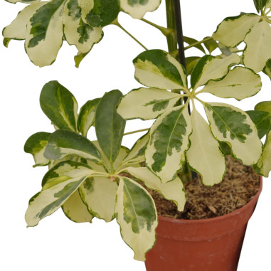 Vendita Pianta Schefflera Charlotte-Piante Verdi Online| Mondo Piante