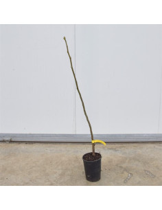Albero di Noce Comune 3 Anni | Mondo Piante