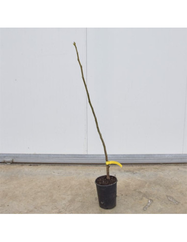 Albero di Noce Comune 3 Anni | Mondo Piante
