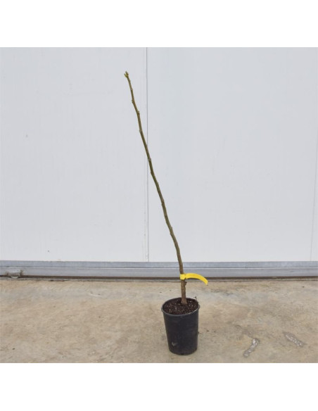Albero di Noce Comune 3 Anni | Mondo Piante