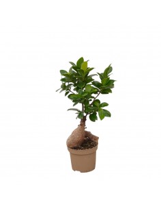 Bonsai Ficus Ginseng Vaso 9cm