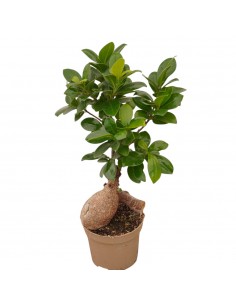 Bonsai Ficus Ginseng Vaso 9cm 2