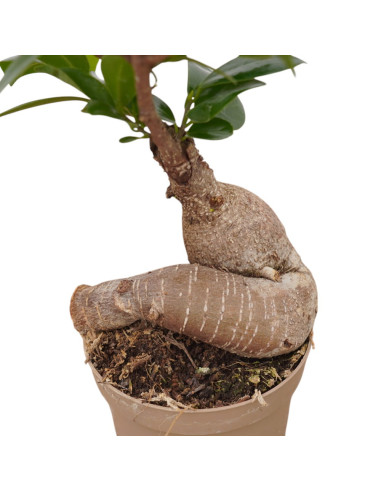 Vendita Bonsai Ficus Ginseng Vaso 9cm-Bonsai OnLine|Mondo Piante